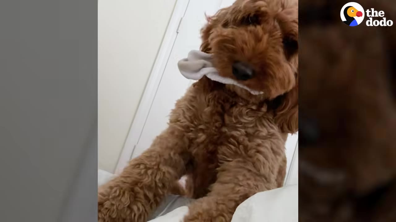A fluffy brown dog sitting on a bed while holding a white cloth in its mouth.