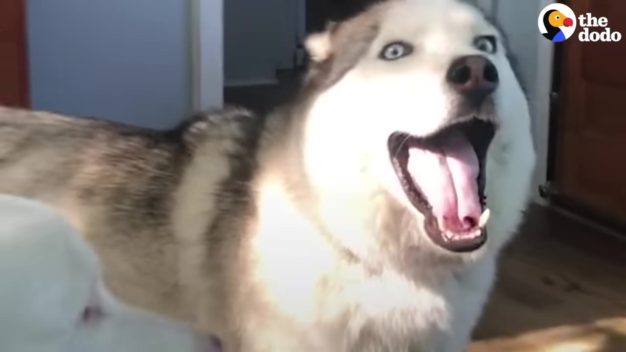 A close-up of a husky with its mouth wide open as if howling or screaming, with another white dog partially visible in the foreground.