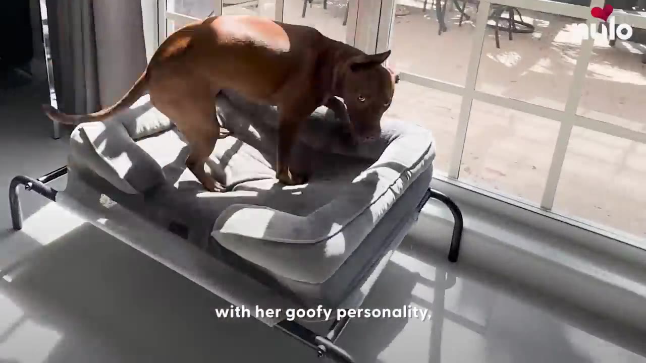 A brown dog stands on a grey dog bed next to a large glass door.