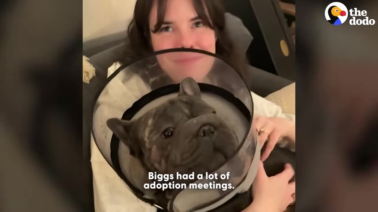 A French bulldog wearing a protective plastic cone is held lovingly by a smiling woman, with text overlay reading 'Biggs had a lot of adoption meetings.'