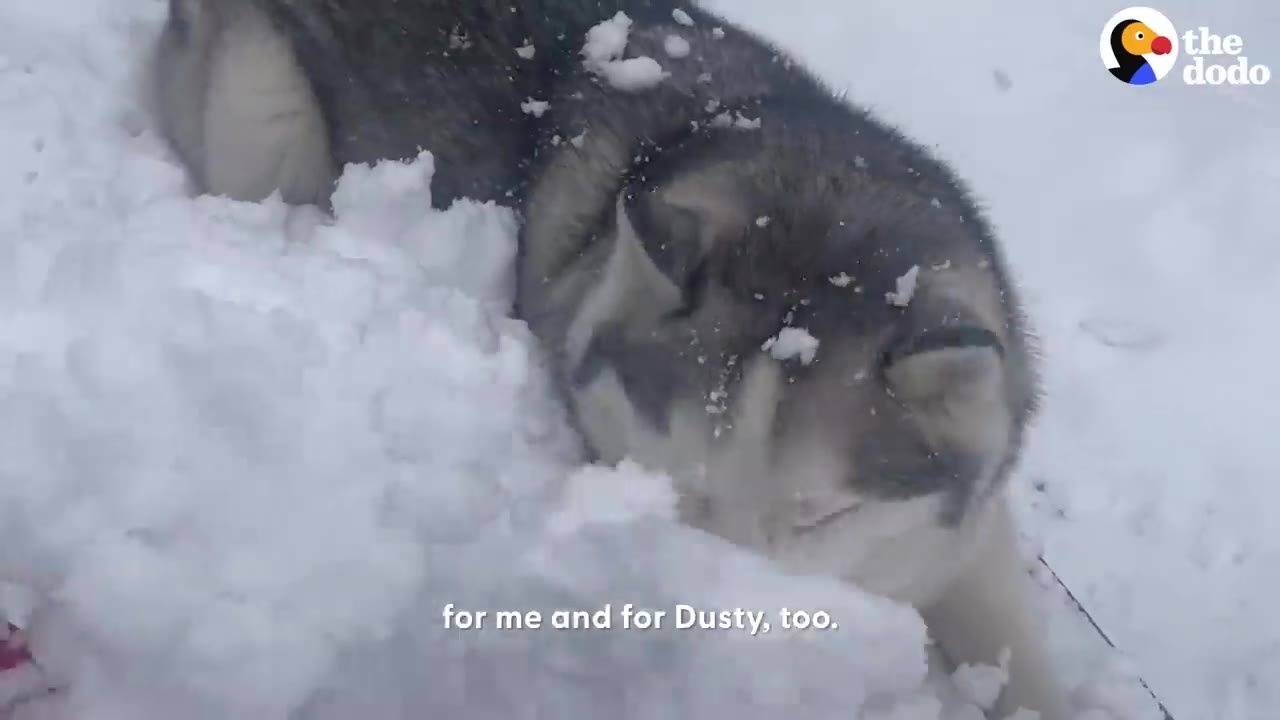 A husky dog resting contentedly in deep snow with flakes covering its fur.