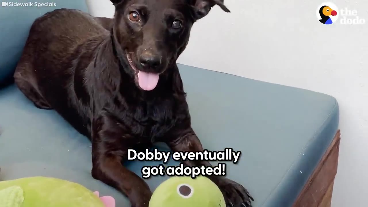 A happy black dog lying on a blue cushion with its tongue hanging out, looking directly at the camera next to plush toys.