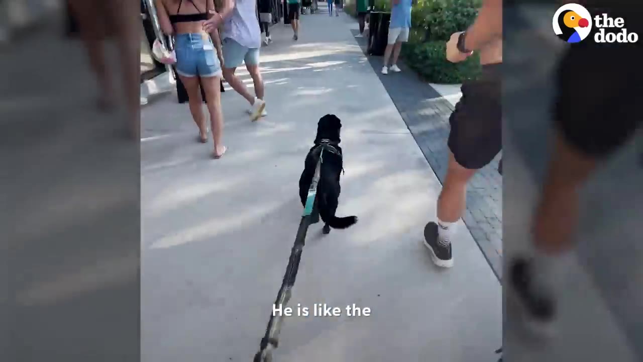 A black dog on a harness and leash running along a concrete walkway beside a person.