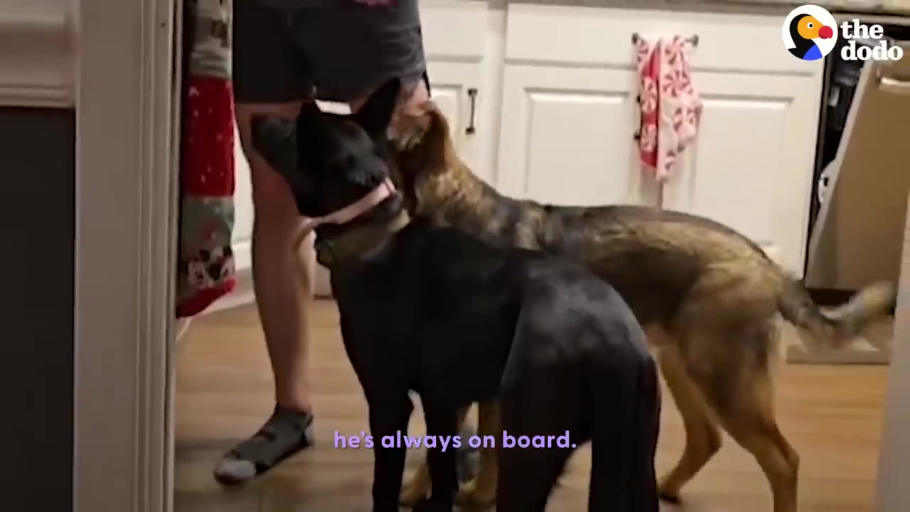 A black dog and a brown dog stand in a kitchen near a person's legs.