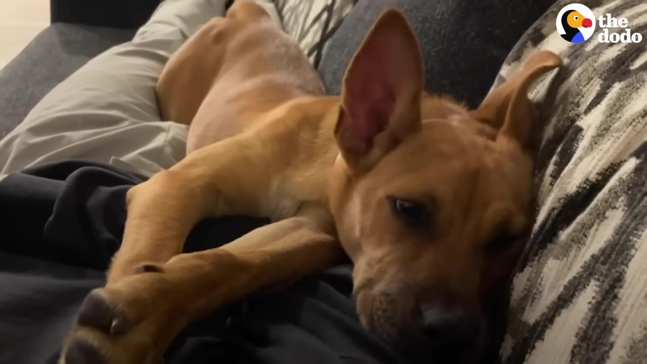 A tan dog resting peacefully on a couch while cuddling close to a person.