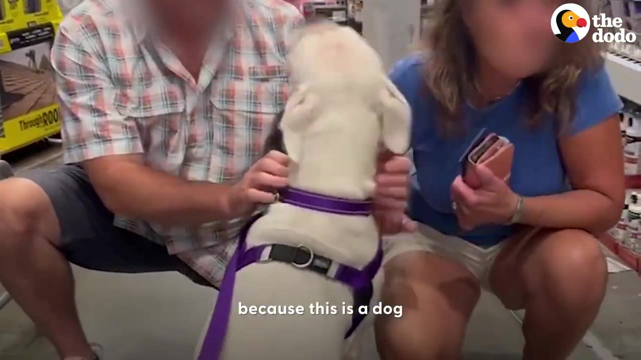 Two people kneeling down and gently petting a white dog wearing a purple harness.
