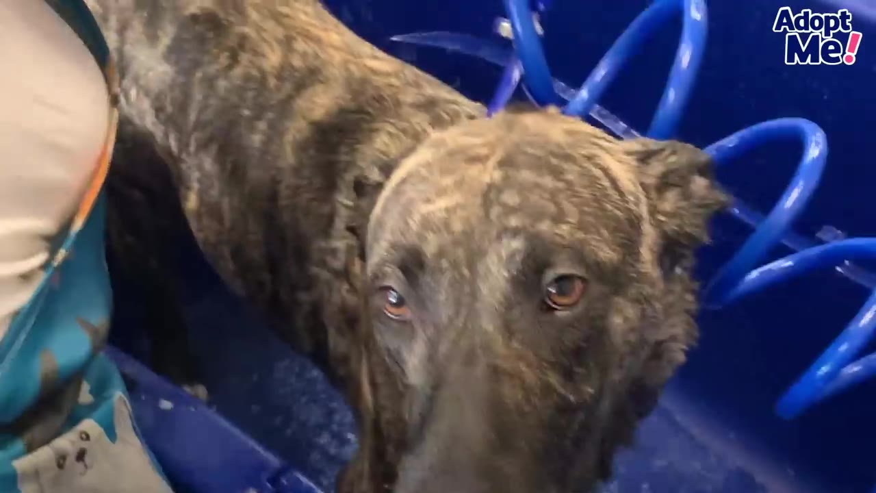A close-up view of a brindle dog looking up while standing inside a blue tub.