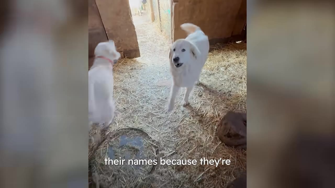 Two white dogs, one facing the camera and one with its back turned, standing on straw bedding inside a barn.