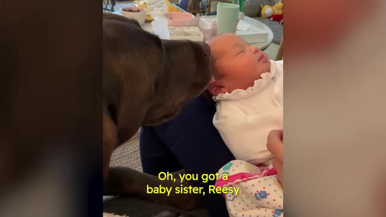 A brown dog gently sniffing a newborn baby sleeping in a person's lap.