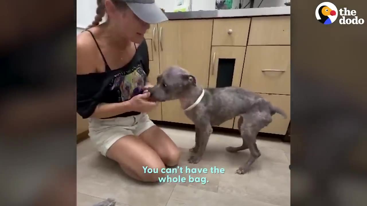 A woman wearing a baseball cap kneels on the floor of an office and feeds a small grey dog a treat.