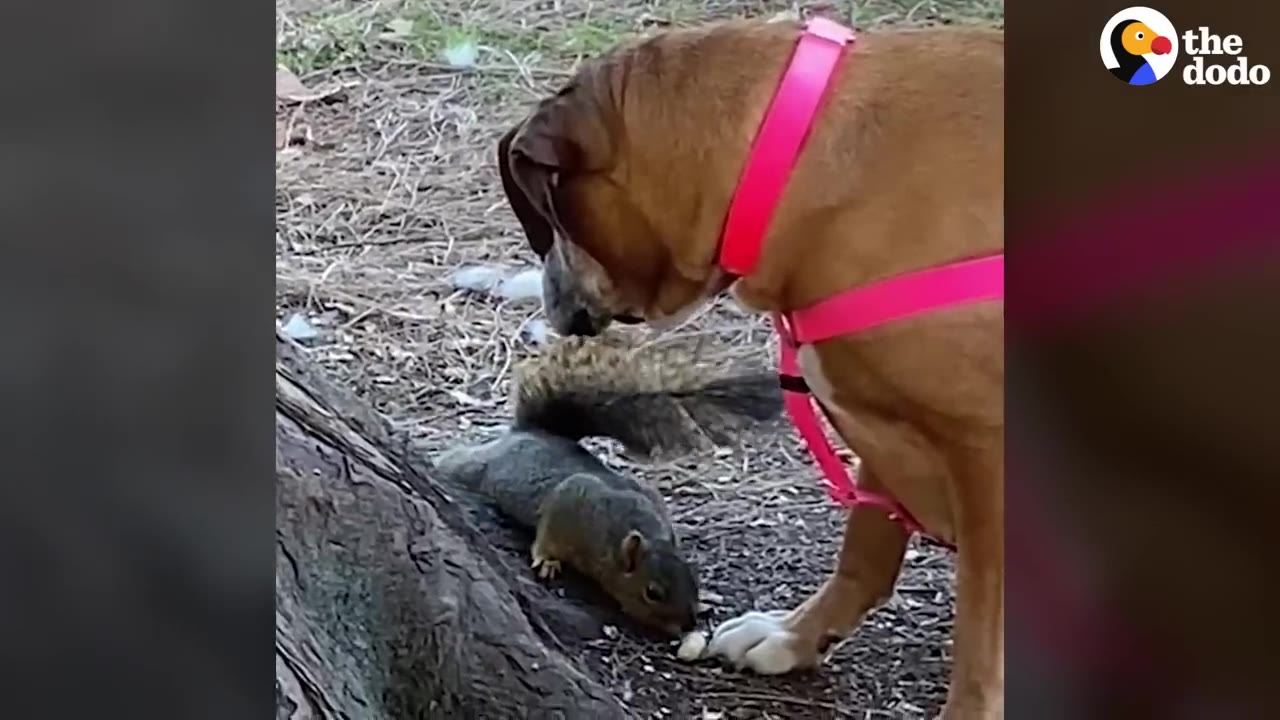 A brown dog wearing a bright pink harness leans down to gently sniff a grey squirrel on the ground near the base of a tree.