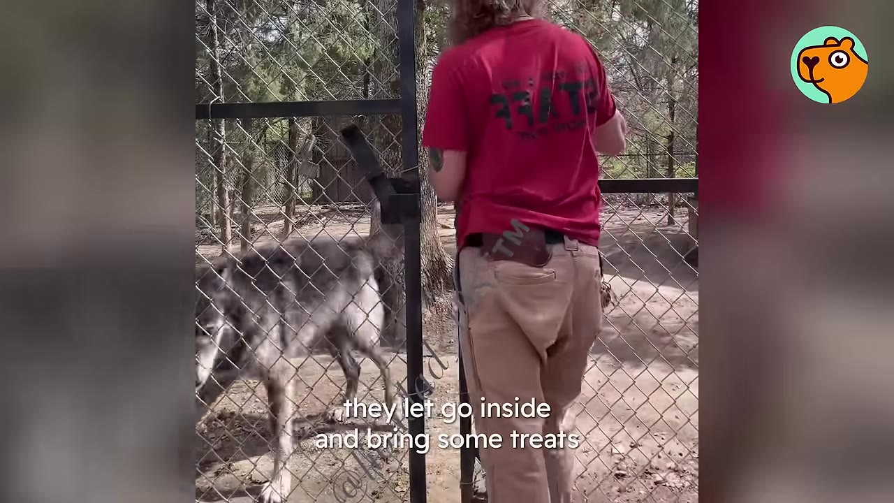 A person opening a tall chain-link gate to an outdoor enclosure with a large wolf standing inside.