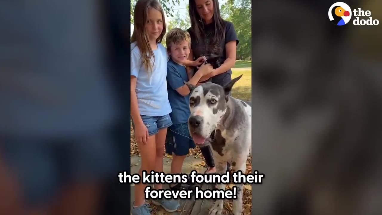 A woman and two children stand outdoors holding a small black kitten alongside a large spotted dog.