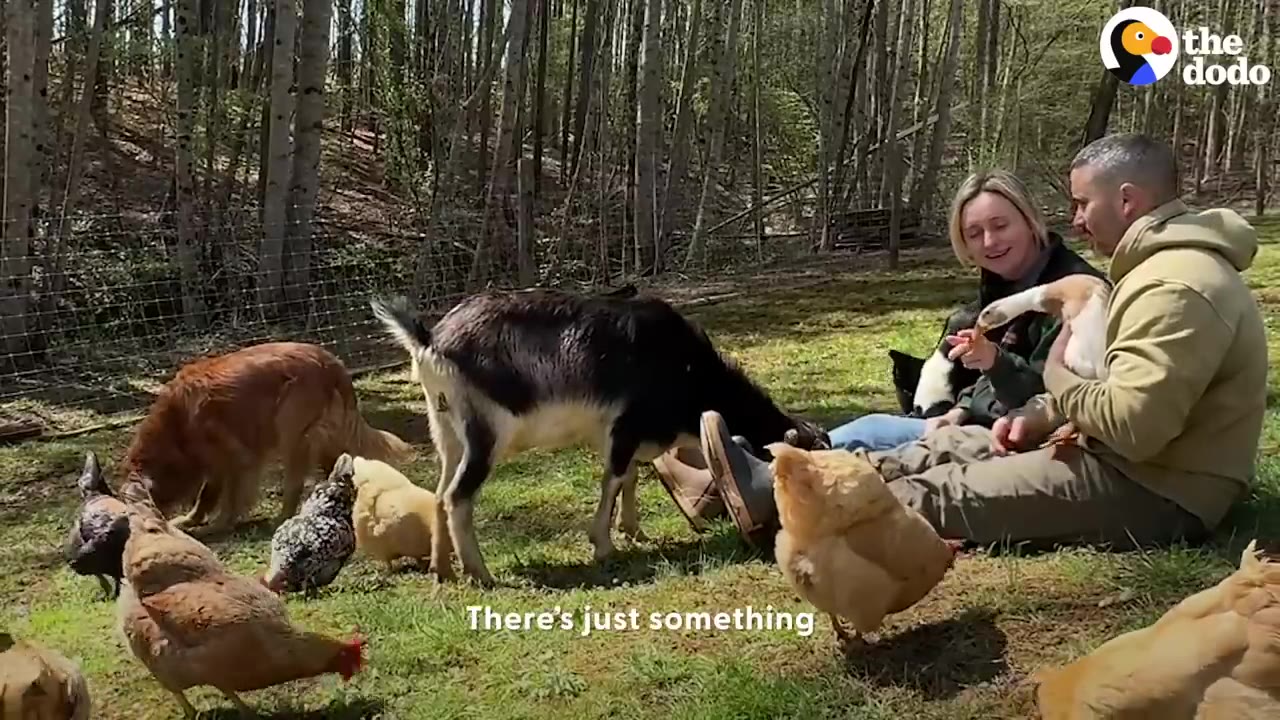 A man and a woman sit on the grass in a wooded area surrounded by a goat, chickens, a dog, and a duck.