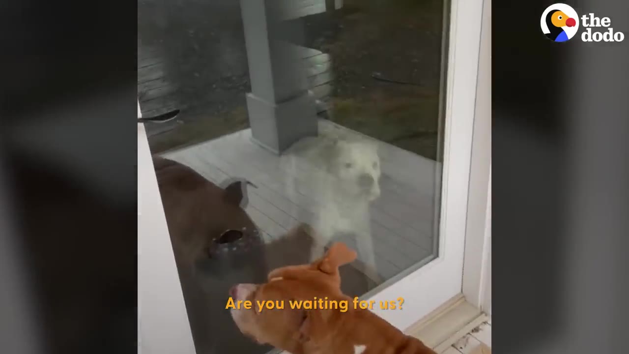 A white dog stands inside a glass door looking out at a pig and a brown dog waiting on the porch.