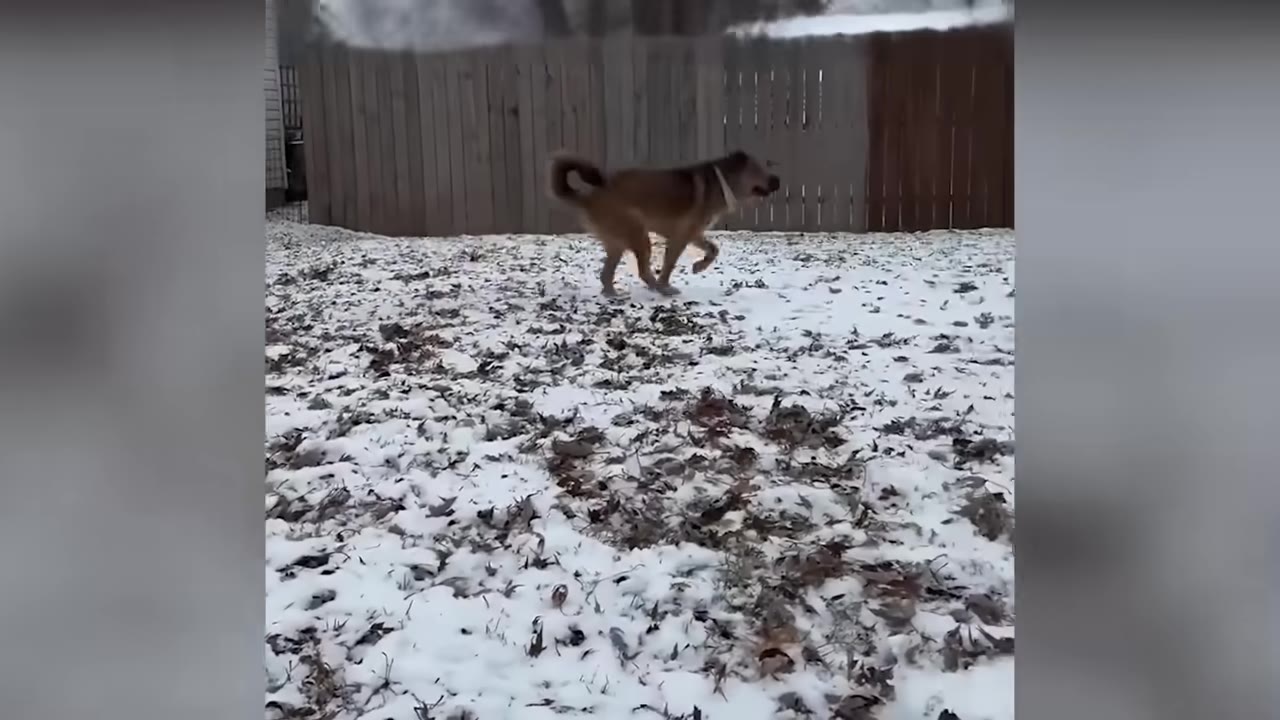 A brown dog running across a snowy backyard in front of a wooden fence.