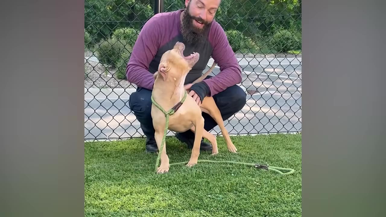 A bearded man in a purple long-sleeve shirt crouches on green grass next to a tan dog on a leash, who is looking up with its mouth open.