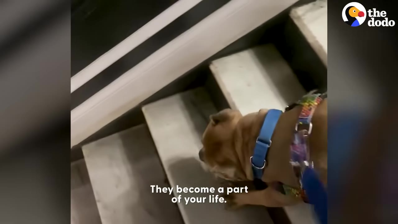 A brown dog wearing a blue collar and colorful harness climbing up a flight of stairs.