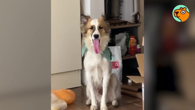 California Woman Found A Sick Stray Through A Facebook Post During A Typhoon, Never Expecting What Came Next