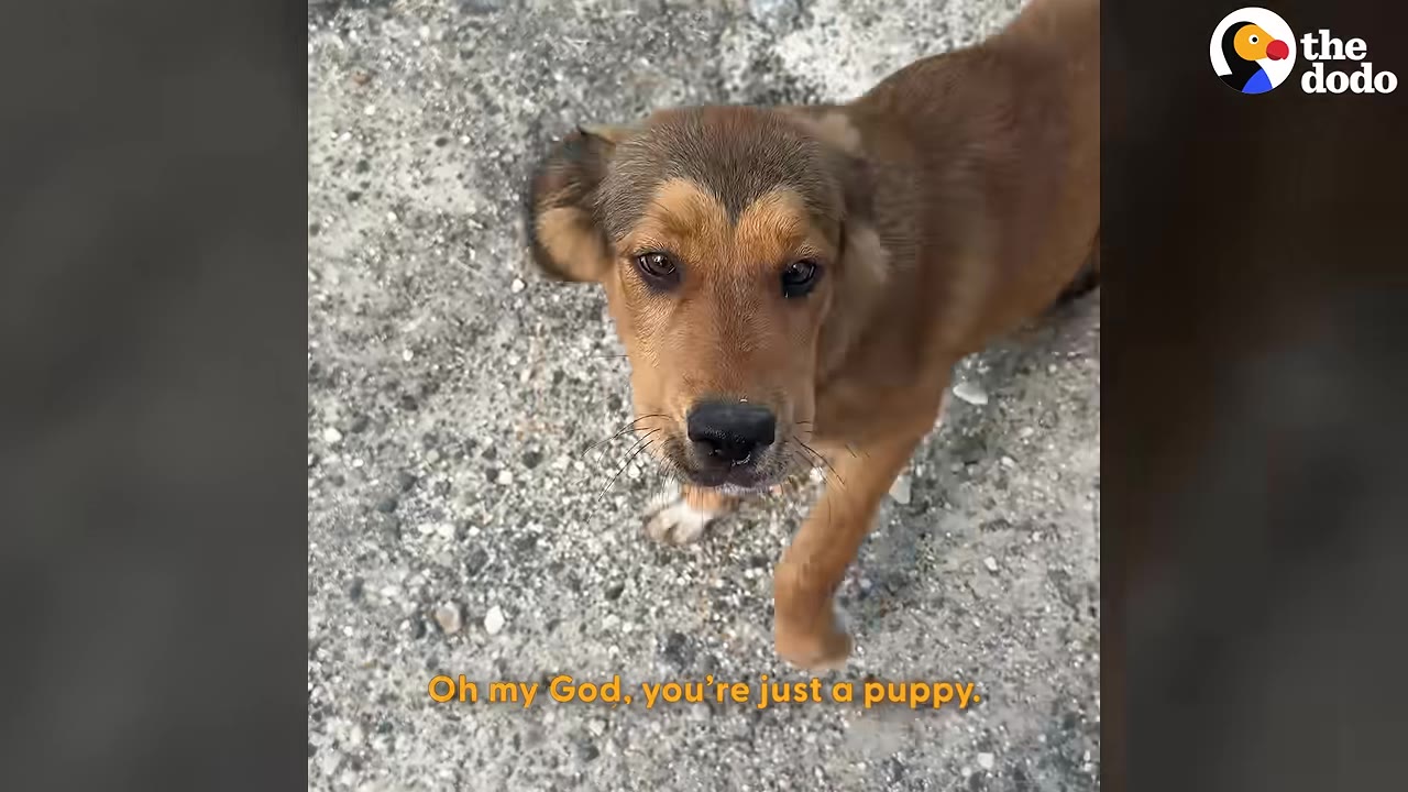 A brown puppy with dark eyes looks up directly at the camera on a gravel path.