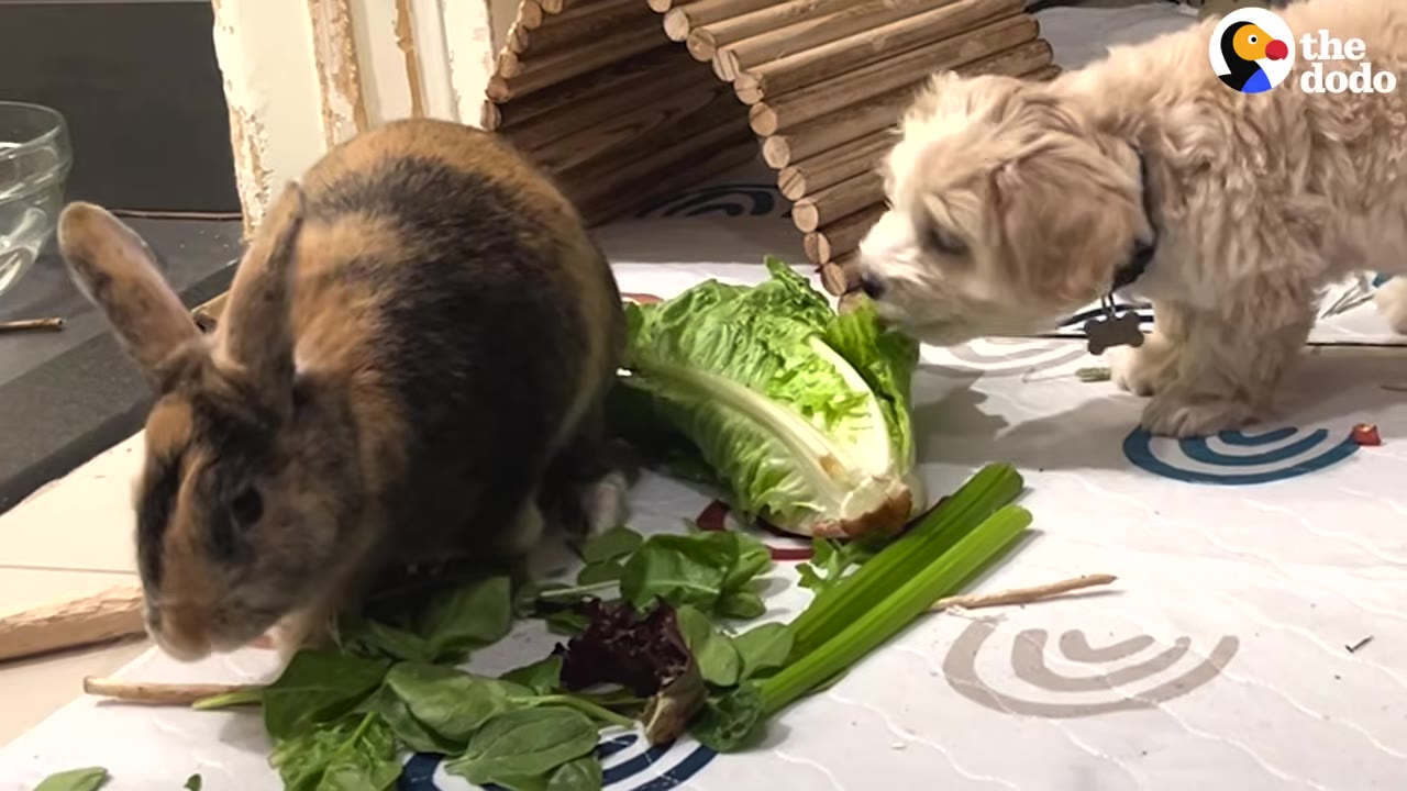 A small beige puppy nibbles on lettuce leaves beside a calico rabbit eating leafy greens and celery on a mat.