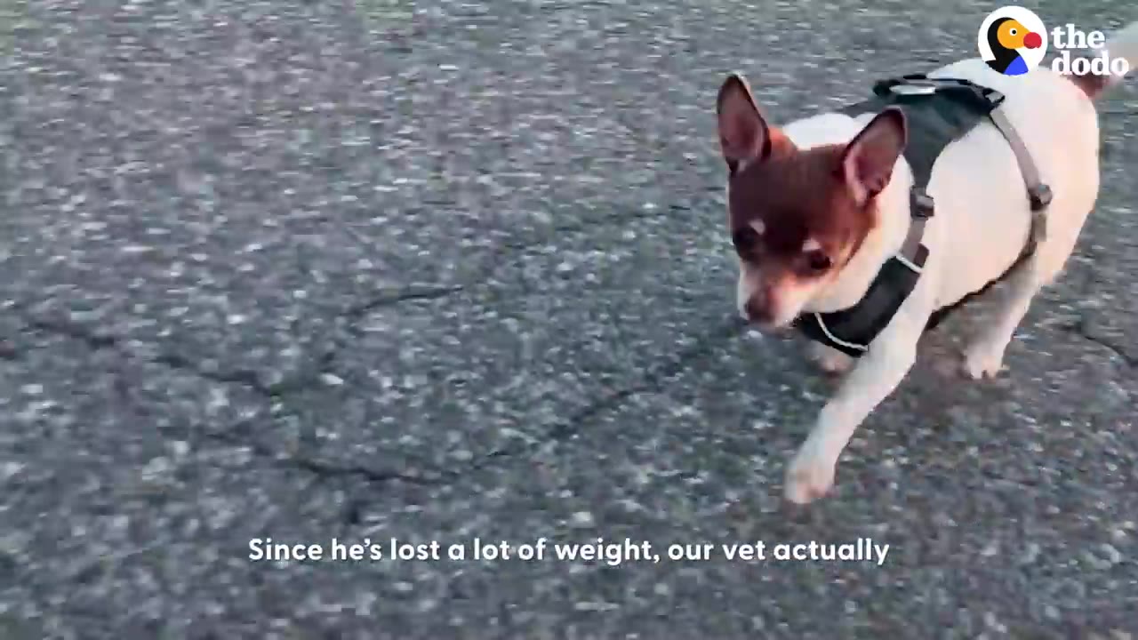 A small white and brown chihuahua wearing a harness trots forward along an asphalt road.