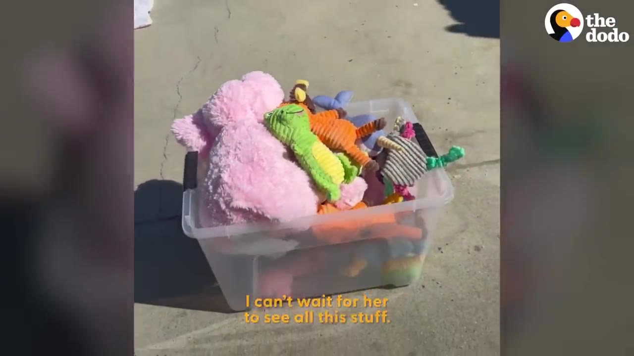 A clear plastic bin filled with colorful plush dog toys sits outside on pavement.