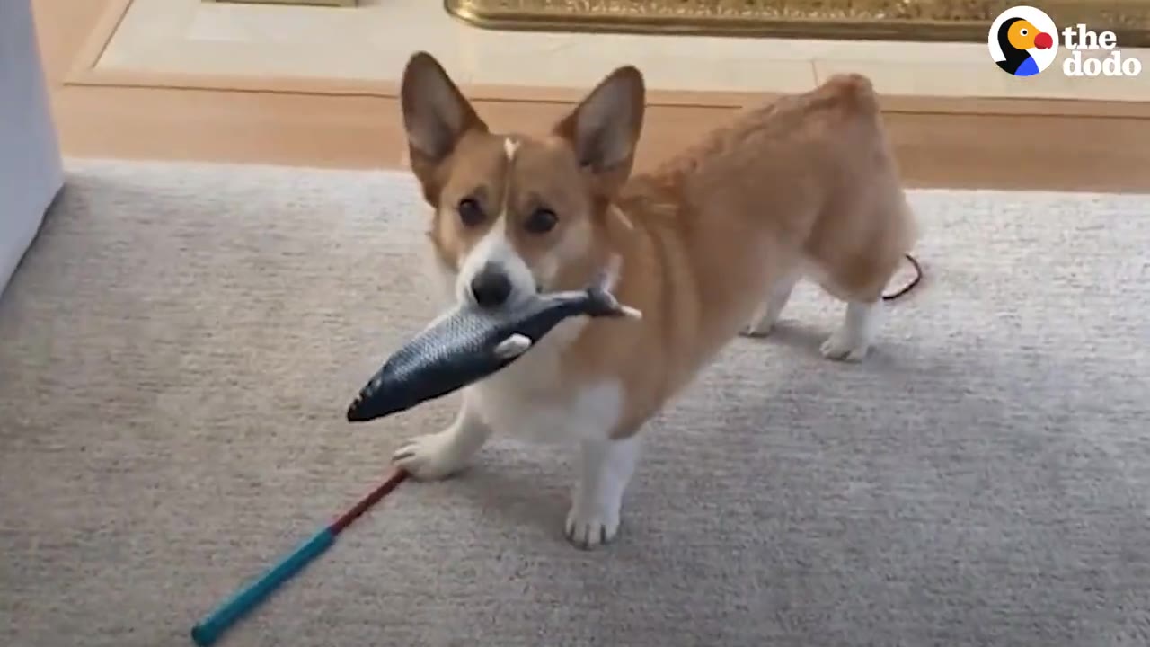 A corgi standing on a carpet holding a blue toy fish in its mouth.