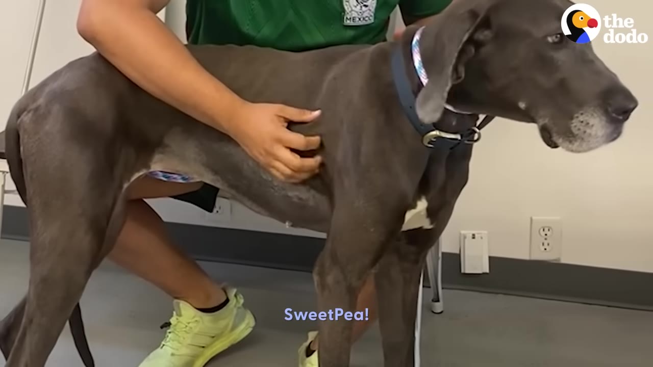 A grey Great Dane standing while a person in a green shirt gently holds and pets her side.