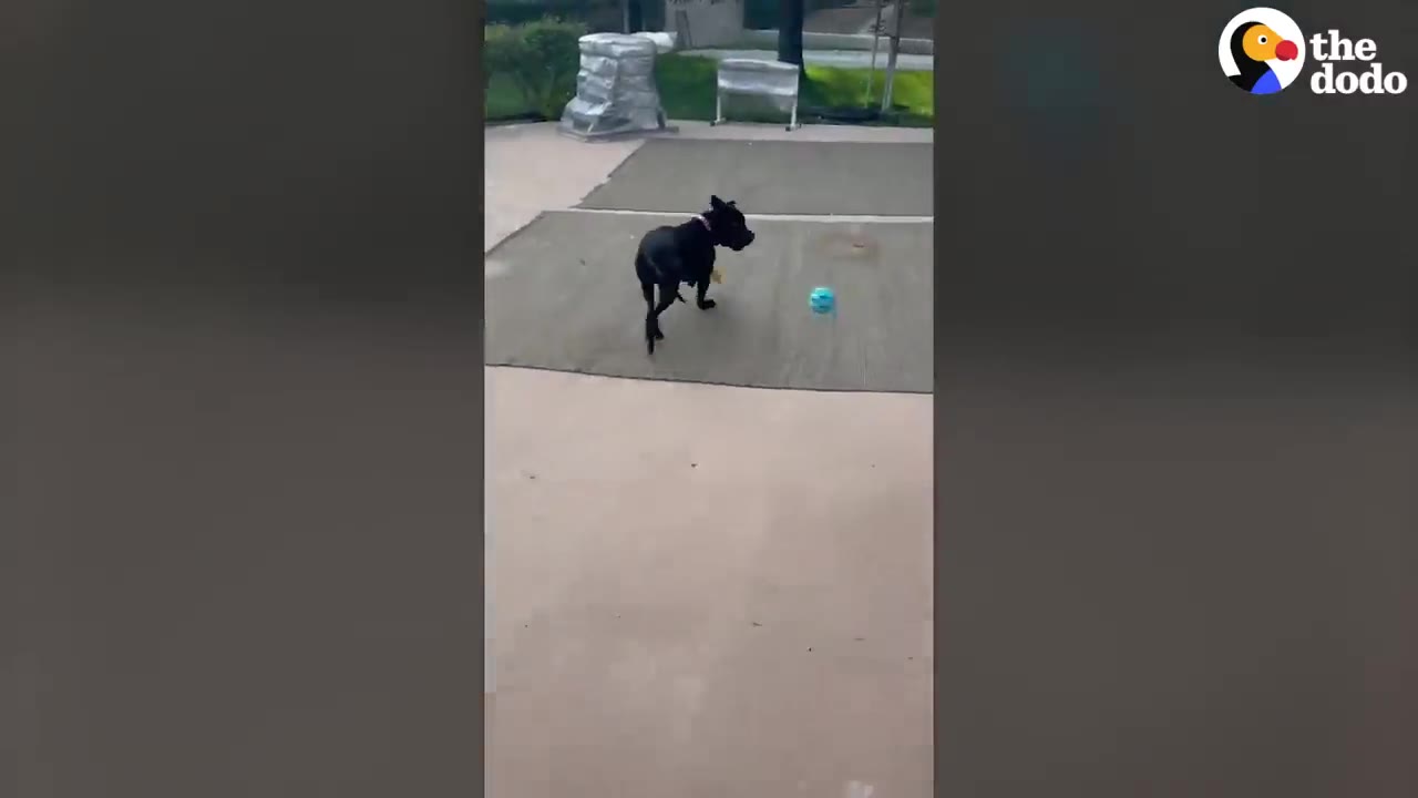 A small black dog walking outdoors on a patio near a blue ball.