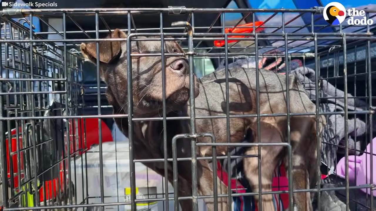 A thin brown dog inside a metal wire crate looking up with a soft expression.