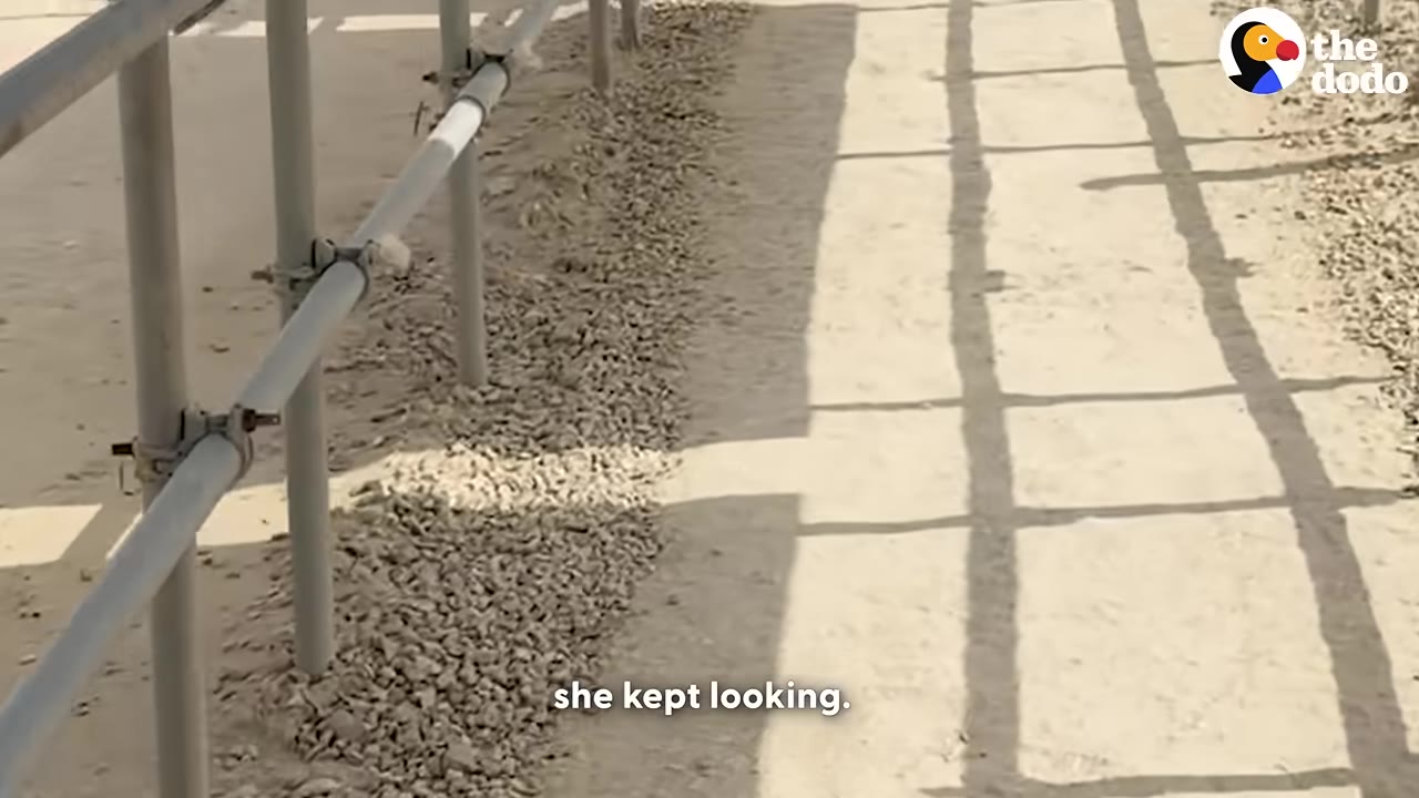 A low-angle shot of a metal railing casting a shadow on a sandy, gravel-lined path, with the subtitle 'she kept looking.' at the bottom.