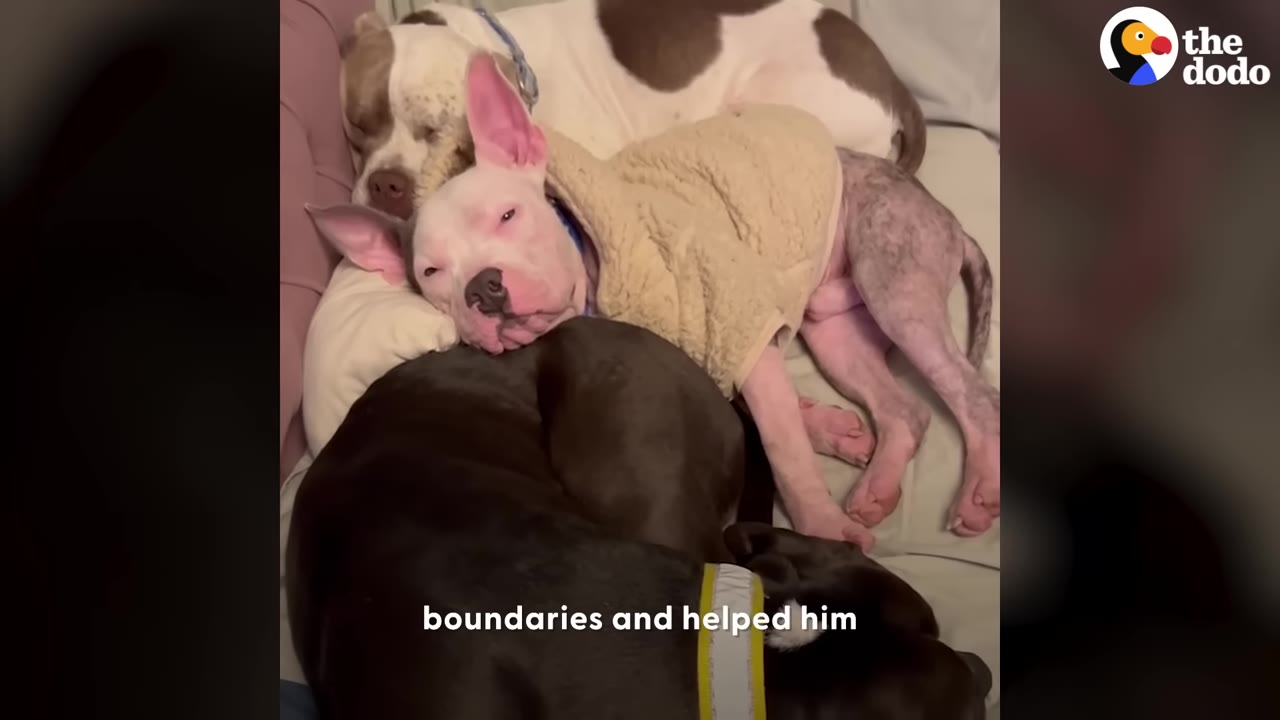 A small dog wearing a beige sweater rests peacefully curled up with two larger dogs on a bed.