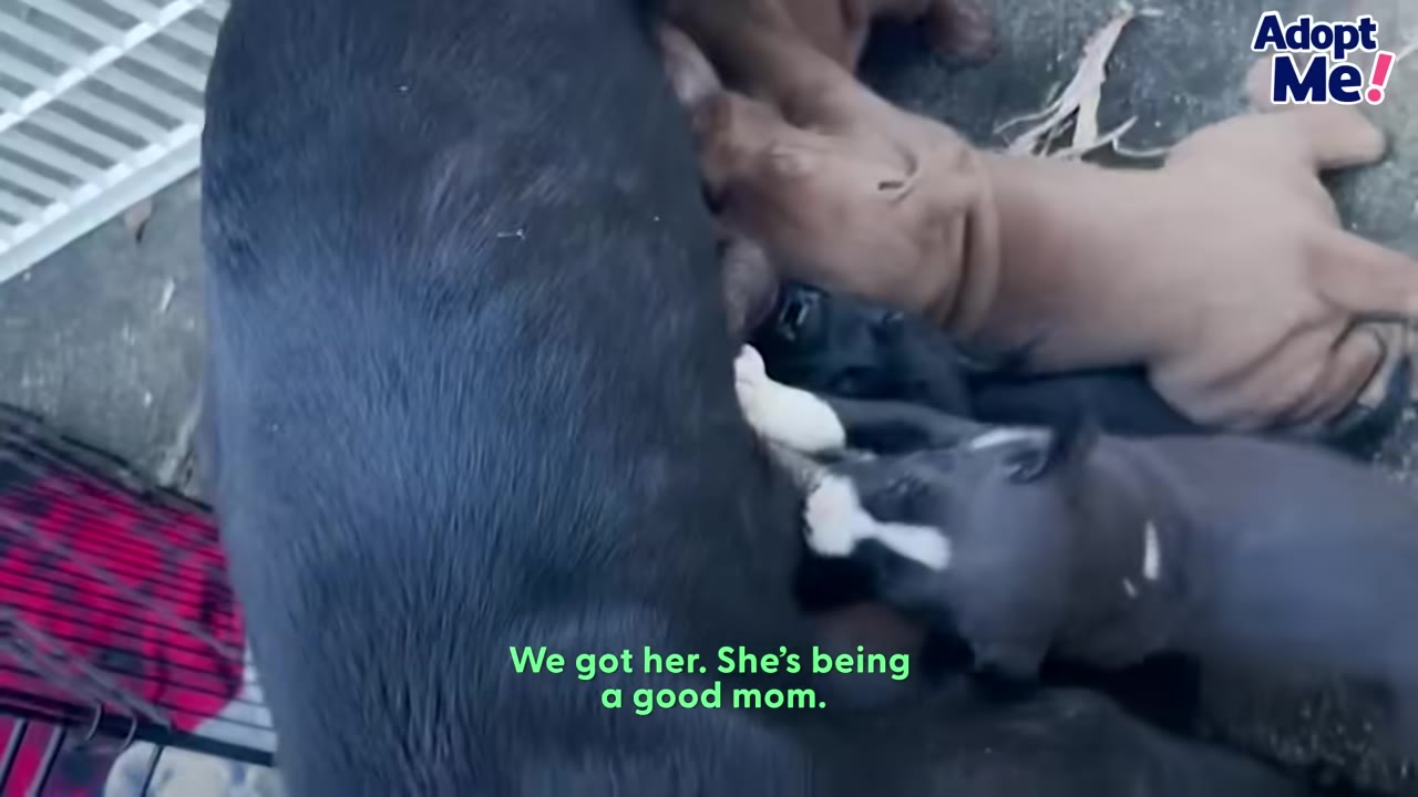 A close-up shot of a black mother dog nursing several puppies of different colors, including brown and black-and-white.