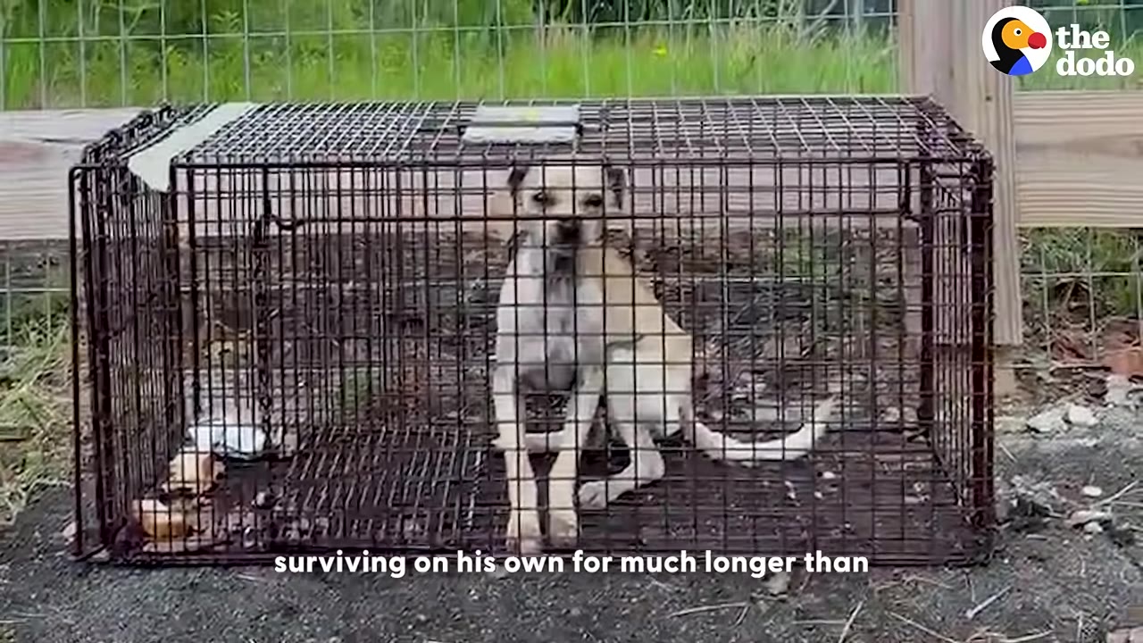 A small, thin tan dog sits inside a wire cage trap outdoors, looking towards the camera.