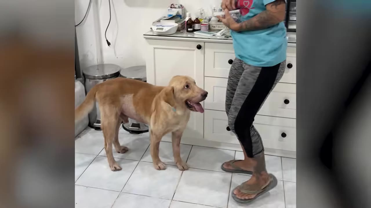 A yellow Labrador dog stands on a tiled floor indoors near a person wearing a blue shirt and patterned leggings.