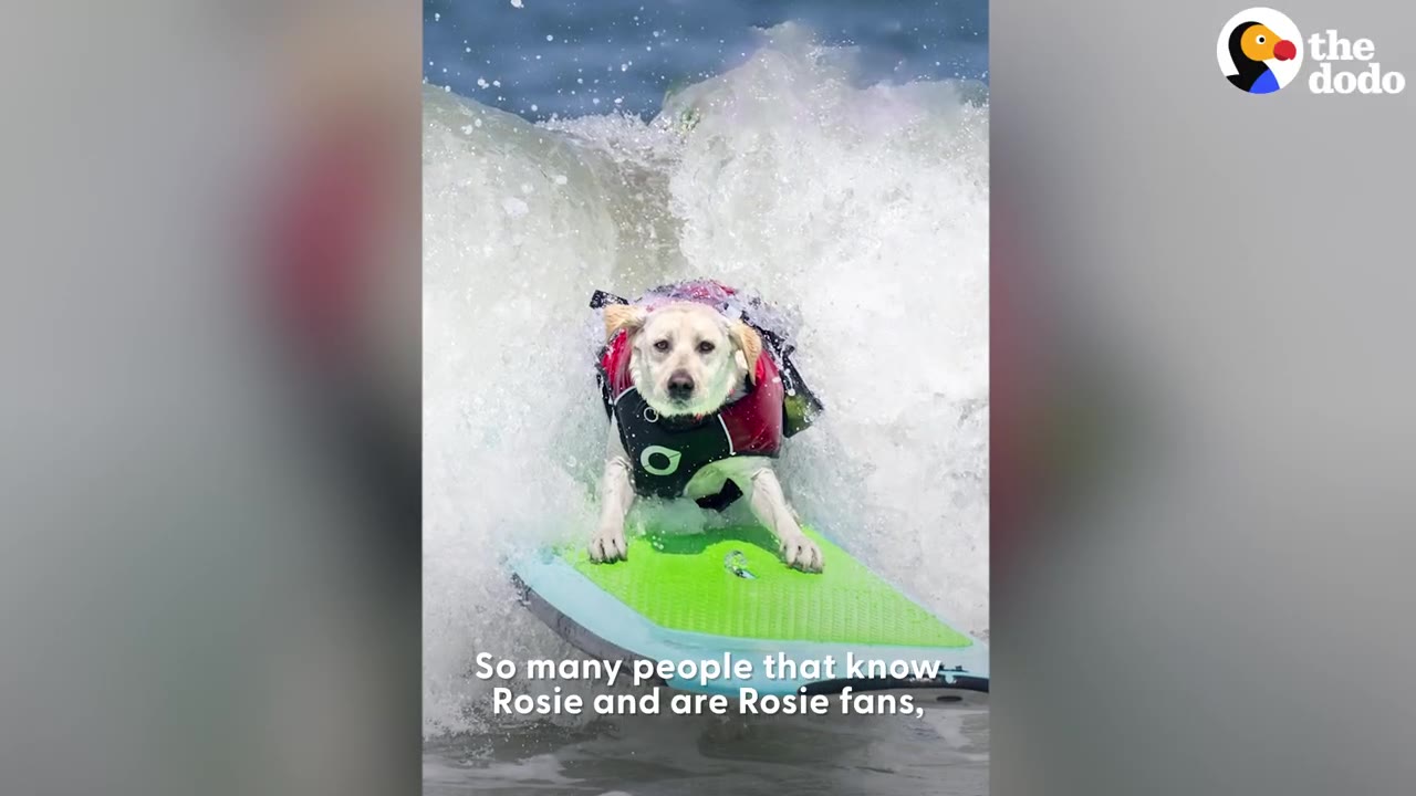 A yellow dog wearing a red and black life jacket surfs solo on a green surfboard in front of a splashing wave.
