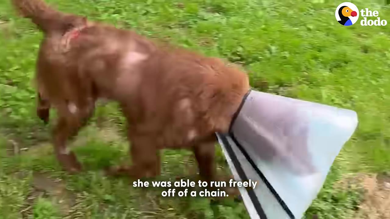 A brown dog wearing a plastic protective cone walks across a green grassy lawn.