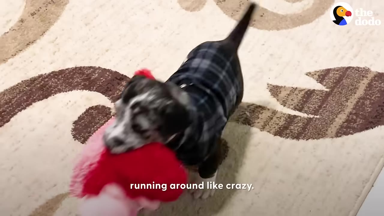 A small black and white puppy wearing a blue plaid shirt running on a patterned rug while carrying a pink and red plush toy in its mouth.