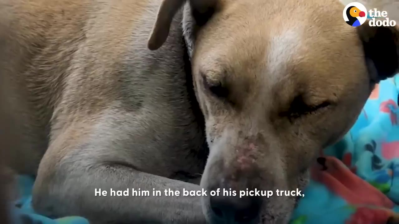 A close-up shot of a tan dog lying down on a colorful blanket inside a vehicle.