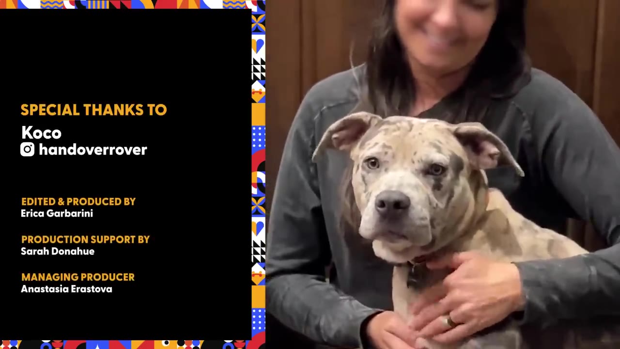 A speckled pit bull mix sits calmly in a person's arms while being gently petted.