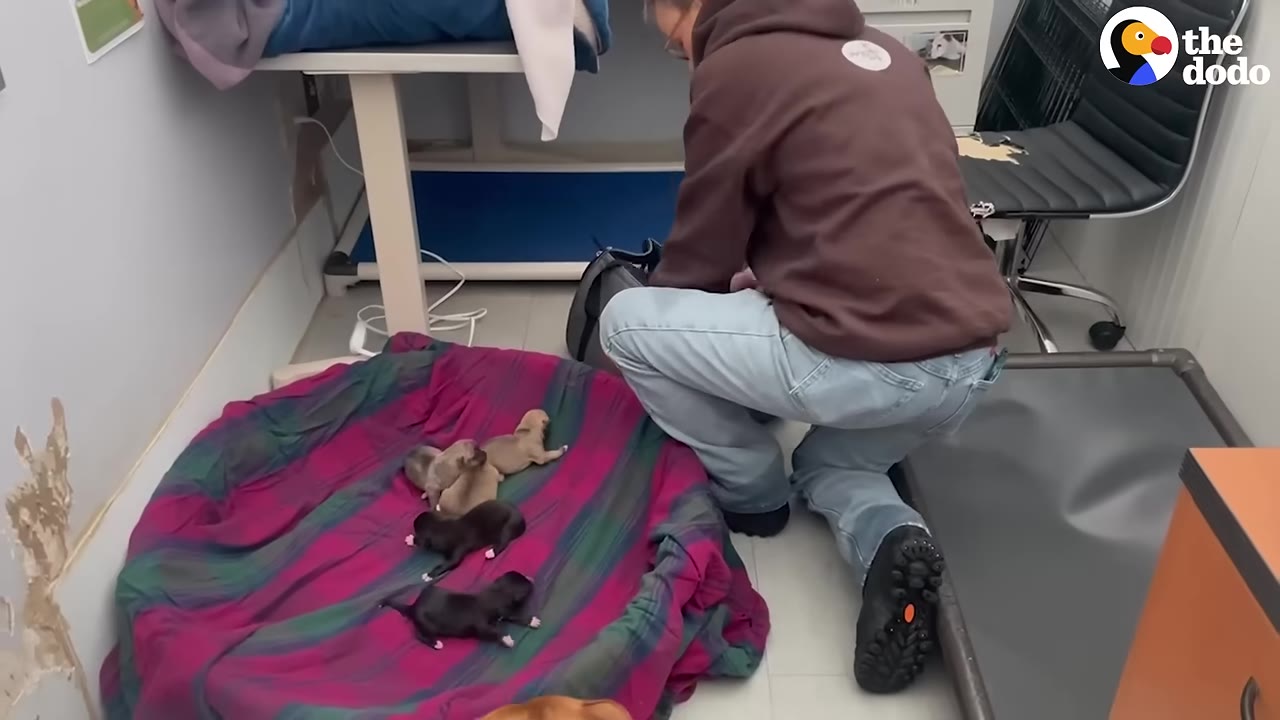A person in a brown hoodie and jeans kneels on the floor of a room next to a colorful dog bed where several small puppies are resting.