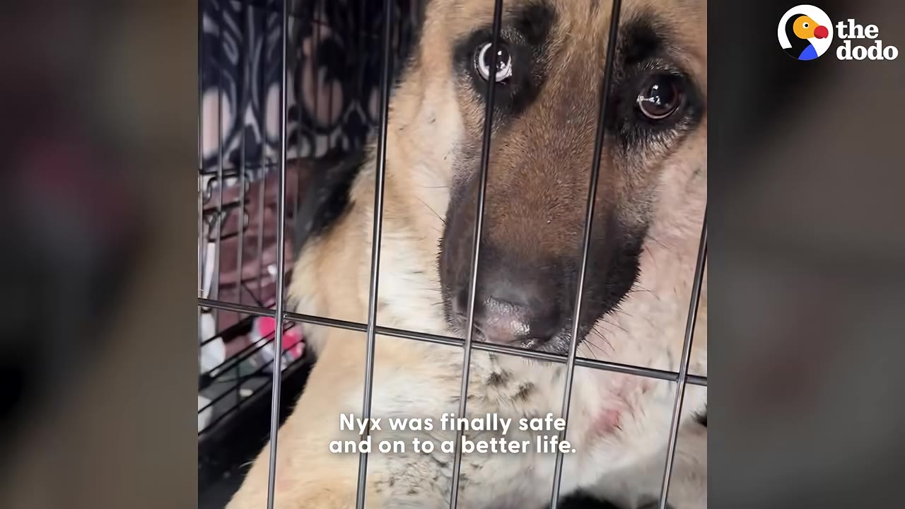 A close-up of a German Shepherd with expressive eyes looking out from inside a wire crate.