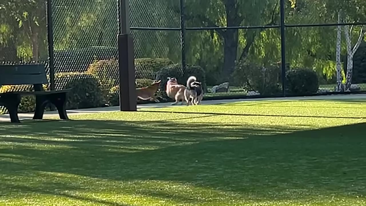 Three small dogs playing together in a grassy outdoor area near a dark park bench and fenced enclosure.