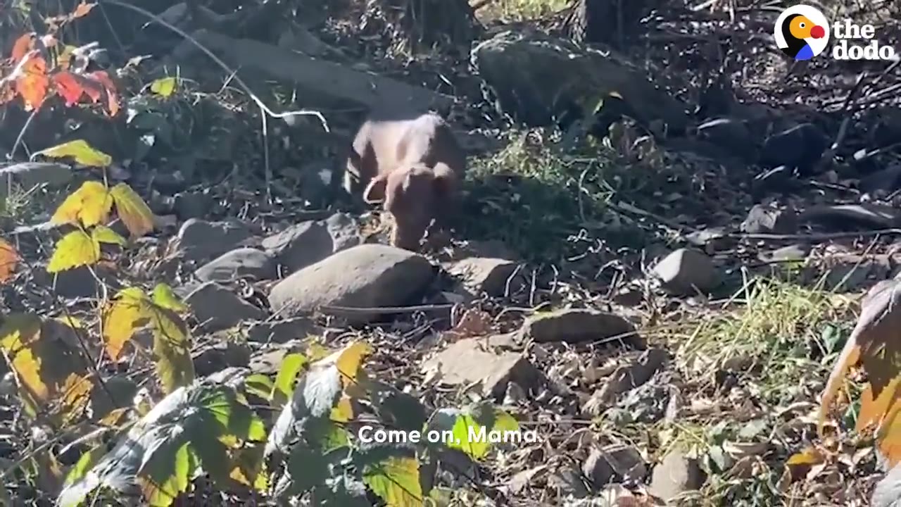 A small brown dog walking through a rocky, wooded area outdoors.
