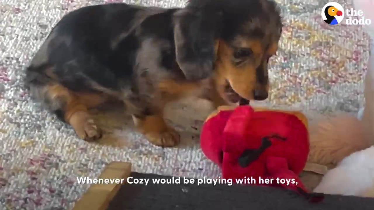A small black and tan dapple puppy playing with a red plush toy on a carpeted floor.