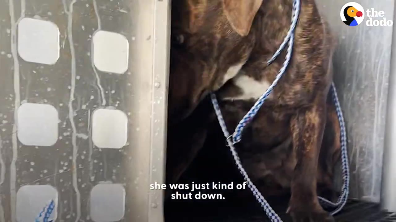 A fearful brindle dog sitting inside a transport crate with a slip lead around her neck.