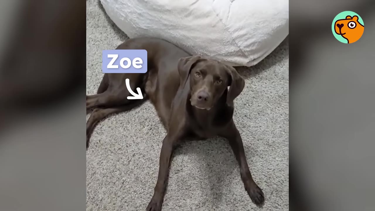 A chocolate brown dog named Zoe lying on a carpet next to a white beanbag chair, looking directly at the camera.