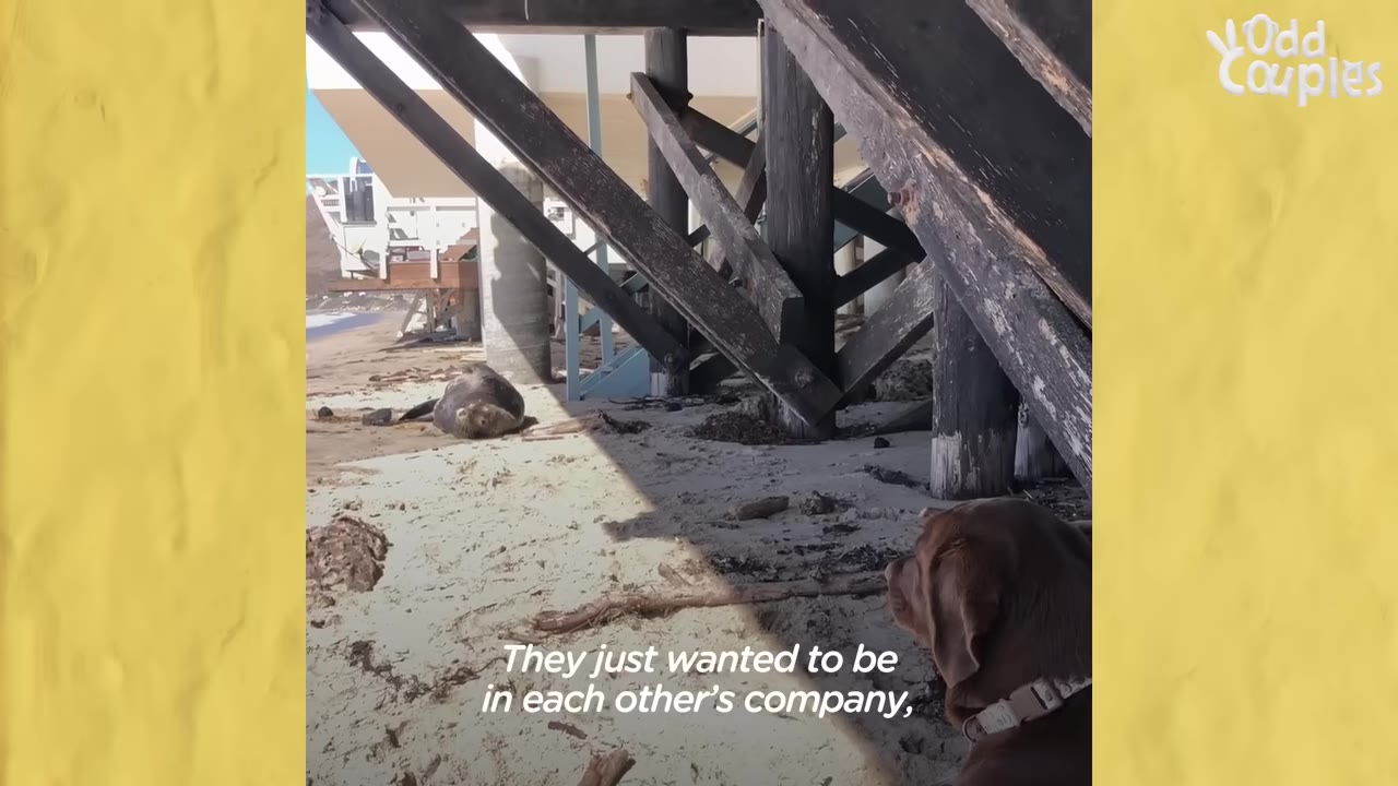 A chocolate dog sitting under wooden beach house pillars looking toward a sea lion resting on the sand nearby.