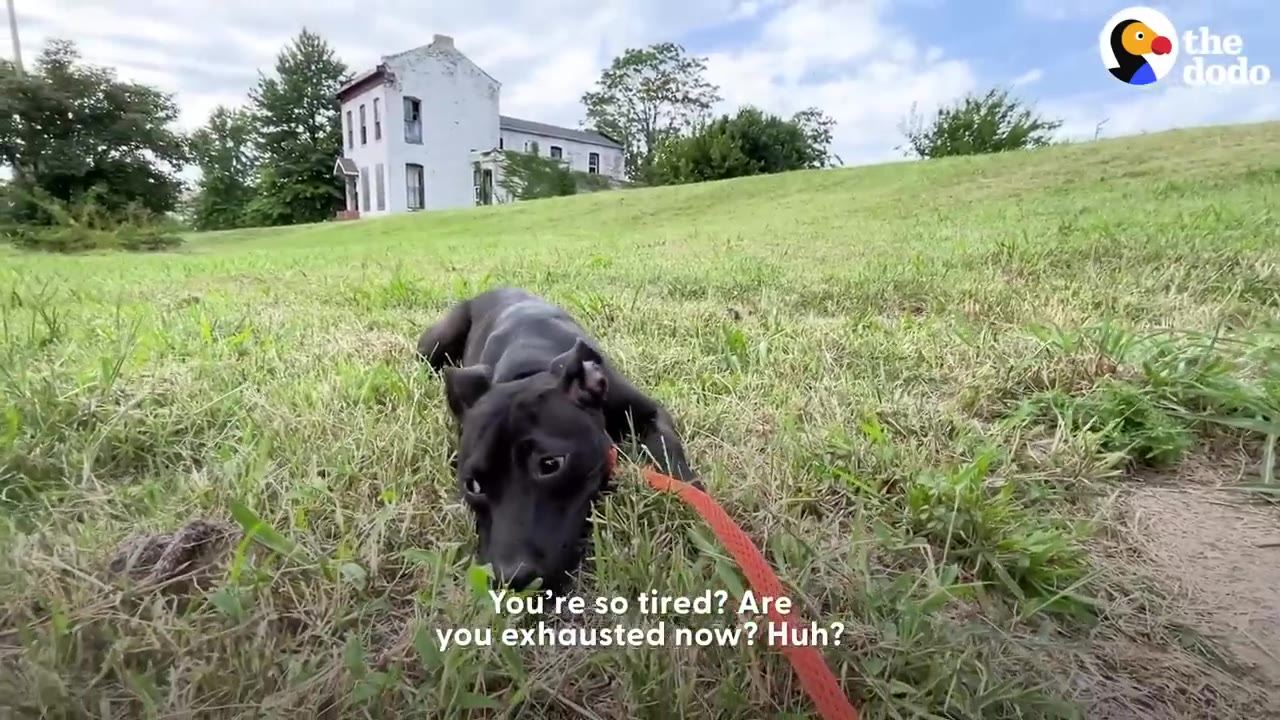 A black dog lying down in the grassy field on a leash, resting with a white house in the background.